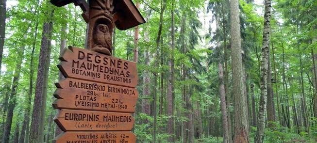 Degsnės maumedynas